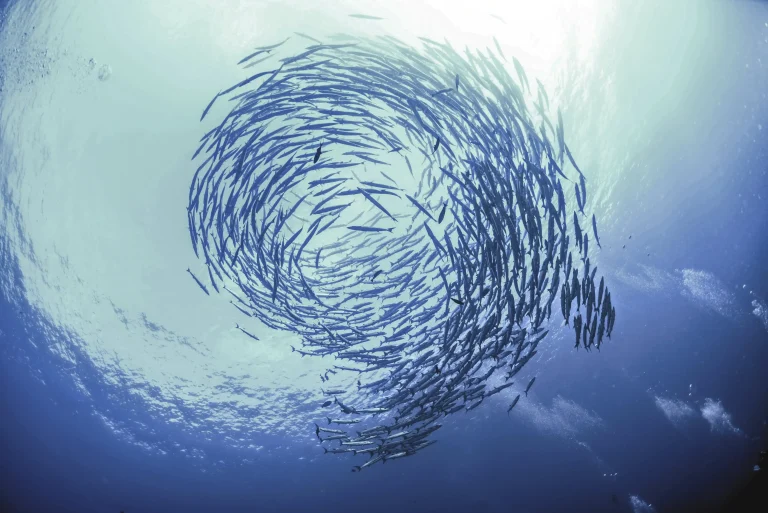 Kecerdasan Kolektif, Mengungkap Keajaiban Swarm Intelligence